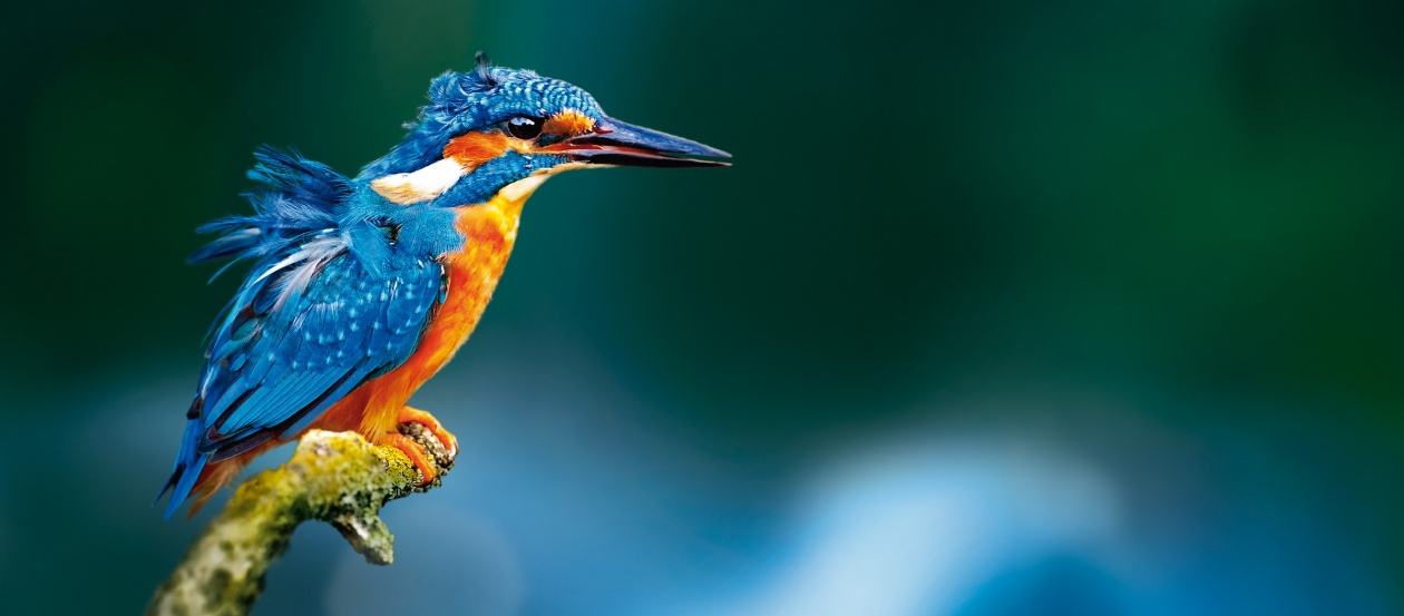 Licher Keyvisual Kingfisher